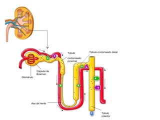 Túbulo        Túbulo contorneado distal

                         contorneado
                         proximal



            Cápsula de
            Bowman
Glomérulo




       Asa de Henle



                                                 Túbulo
                                                 colector
 