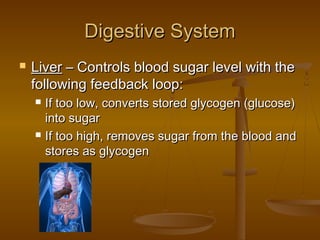 Digestive System
   Liver – Controls blood sugar level with the
    following feedback loop:
       If too low, converts stored glycogen (glucose)
        into sugar
       If too high, removes sugar from the blood and
        stores as glycogen
 