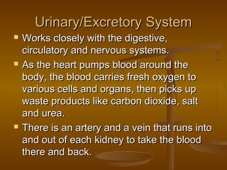 Urinary/Excretory System
   Works closely with the digestive,
    circulatory and nervous systems.
   As the heart pumps blood around the
    body, the blood carries fresh oxygen to
    various cells and organs, then picks up
    waste products like carbon dioxide, salt
    and urea.
   There is an artery and a vein that runs into
    and out of each kidney to take the blood
    there and back.
 