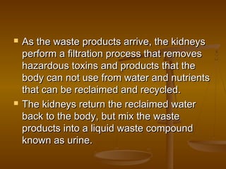    As the waste products arrive, the kidneys
    perform a filtration process that removes
    hazardous toxins and products that the
    body can not use from water and nutrients
    that can be reclaimed and recycled.
   The kidneys return the reclaimed water
    back to the body, but mix the waste
    products into a liquid waste compound
    known as urine.
 
