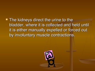    The kidneys direct the urine to the
    bladder, where it is collected and held until
    it is either manually expelled or forced out
    by involuntary muscle contractions.
 