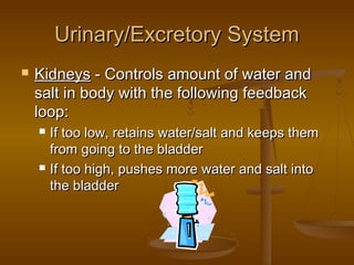 Urinary/Excretory System
   Kidneys - Controls amount of water and
    salt in body with the following feedback
    loop:
       If too low, retains water/salt and keeps them
        from going to the bladder
       If too high, pushes more water and salt into
        the bladder
 