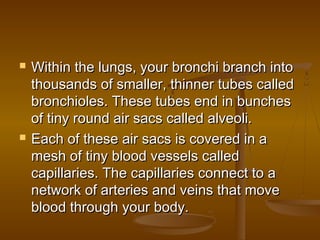    Within the lungs, your bronchi branch into
    thousands of smaller, thinner tubes called
    bronchioles. These tubes end in bunches
    of tiny round air sacs called alveoli.
   Each of these air sacs is covered in a
    mesh of tiny blood vessels called
    capillaries. The capillaries connect to a
    network of arteries and veins that move
    blood through your body.
 