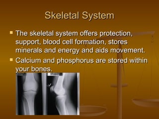 Skeletal System
   The skeletal system offers protection,
    support, blood cell formation, stores
    minerals and energy and aids movement.
   Calcium and phosphorus are stored within
    your bones.
 