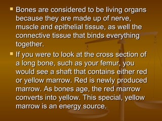    Bones are considered to be living organs
    because they are made up of nerve,
    muscle and epithelial tissue, as well the
    connective tissue that binds everything
    together.
   If you were to look at the cross section of
    a long bone, such as your femur, you
    would see a shaft that contains either red
    or yellow marrow. Red is newly produced
    marrow. As bones age, the red marrow
    converts into yellow. This special, yellow
    marrow is an energy source.
 