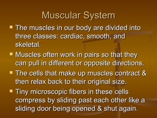 Muscular System
   The muscles in our body are divided into
    three classes: cardiac, smooth, and
    skeletal.
   Muscles often work in pairs so that they
    can pull in different or opposite directions.
   The cells that make up muscles contract &
    then relax back to their original size.
   Tiny microscopic fibers in these cells
    compress by sliding past each other like a
    sliding door being opened & shut again.
 