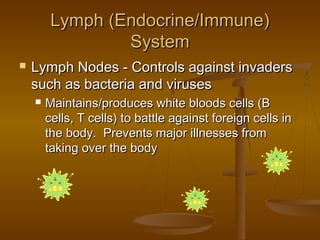 Lymph (Endocrine/Immune)
                 System
   Lymph Nodes - Controls against invaders
    such as bacteria and viruses
       Maintains/produces white bloods cells (B
        cells, T cells) to battle against foreign cells in
        the body. Prevents major illnesses from
        taking over the body
 