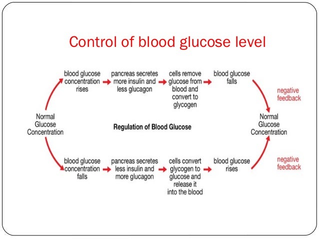 Image result for controlling blood glucose