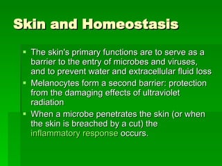 Skin and Homeostasis The skin's primary functions are to serve as a barrier to the entry of microbes and viruses, and to prevent water and extracellular fluid loss  Melanocytes form a second barrier: protection from the damaging effects of ultraviolet radiation  When a microbe penetrates the skin (or when the skin is breached by a cut) the  inflammatory response  occurs.  