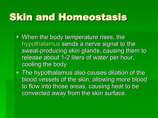 Skin and Homeostasis When the body temperature rises, the  hypothalamus  sends a nerve signal to the sweat-producing skin glands, causing them to release about 1-2 liters of water per hour, cooling the body  The hypothalamus also causes dilation of the blood vessels of the skin, allowing more blood to flow into those areas, causing heat to be convected away from the skin surface.  