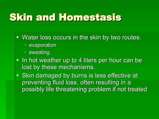 Skin and Homestasis Water loss occurs in the skin by two routes. evaporation  sweating  In hot weather up to 4 liters per hour can be lost by these mechanisms.  Skin damaged by burns is less effective at preventing fluid loss, often resulting in a possibly life threatening problem if not treated 