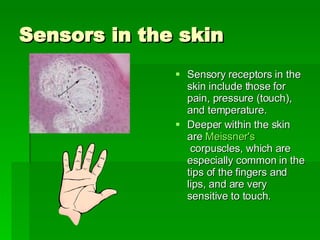 Sensors in the skin Sensory receptors in the skin include those for pain, pressure (touch), and temperature.  Deeper within the skin are  Meissner's  corpuscles , which are especially common in the tips of the fingers and lips, and are very sensitive to touch. 
