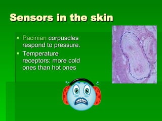 Sensors in the skin Pacinian  corpuscles  respond to pressure.  Temperature receptors: more cold ones than hot ones 
