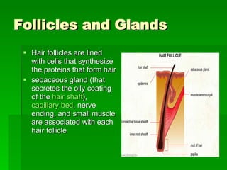 Follicles and Glands Hair follicles are lined with cells that synthesize the proteins that form hair  sebaceous gland (that secretes the oily coating of the  hair shaft ),  capillary bed , nerve ending, and small muscle are associated with each hair follicle  