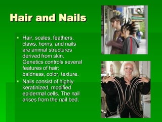 Hair and Nails Hair, scales, feathers, claws, horns, and nails are animal structures derived from skin. Genetics controls several features of hair: baldness, color, texture. Nails consist of highly keratinized, modified epidermal cells. The nail arises from the nail bed.  