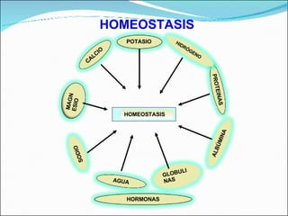 HOMEOSTASIS HOMEOSTASIS AGUA PROTEINAS ALBÚMINA GLOBULINAS MAGNESIO HIDRÓGENO POTASIO CALCIO SODIO HORMONAS 