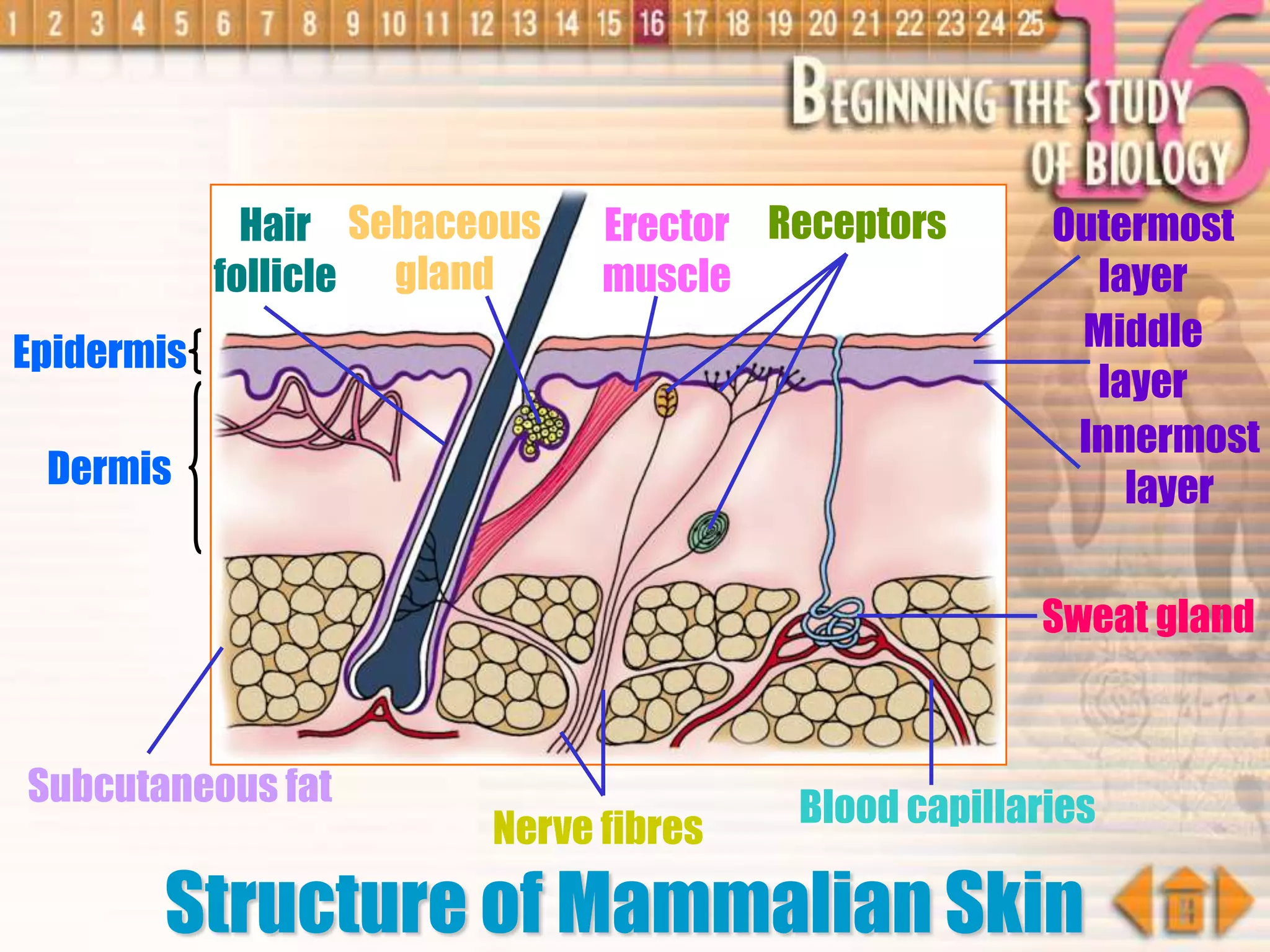 Epidermis
Dermis
Outermost
layer
Middle
layer
Innermost
layer
Sweat gland
Blood capillaries
Subcutaneous fat
ReceptorsErector
muscle
Nerve fibres
Sebaceous
gland
Hair
follicle
Structure of Mammalian Skin
 