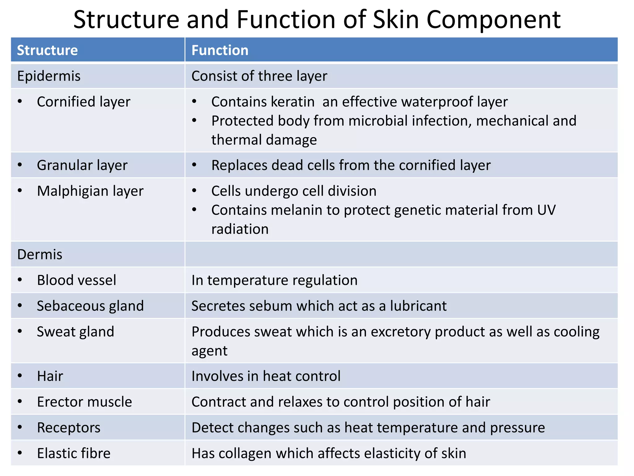 Structure and Function of Skin Component
Structure Function
Epidermis Consist of three layer
• Cornified layer • Contains keratin an effective waterproof layer
• Protected body from microbial infection, mechanical and
thermal damage
• Granular layer • Replaces dead cells from the cornified layer
• Malphigian layer • Cells undergo cell division
• Contains melanin to protect genetic material from UV
radiation
Dermis
• Blood vessel In temperature regulation
• Sebaceous gland Secretes sebum which act as a lubricant
• Sweat gland Produces sweat which is an excretory product as well as cooling
agent
• Hair Involves in heat control
• Erector muscle Contract and relaxes to control position of hair
• Receptors Detect changes such as heat temperature and pressure
• Elastic fibre Has collagen which affects elasticity of skin
 
