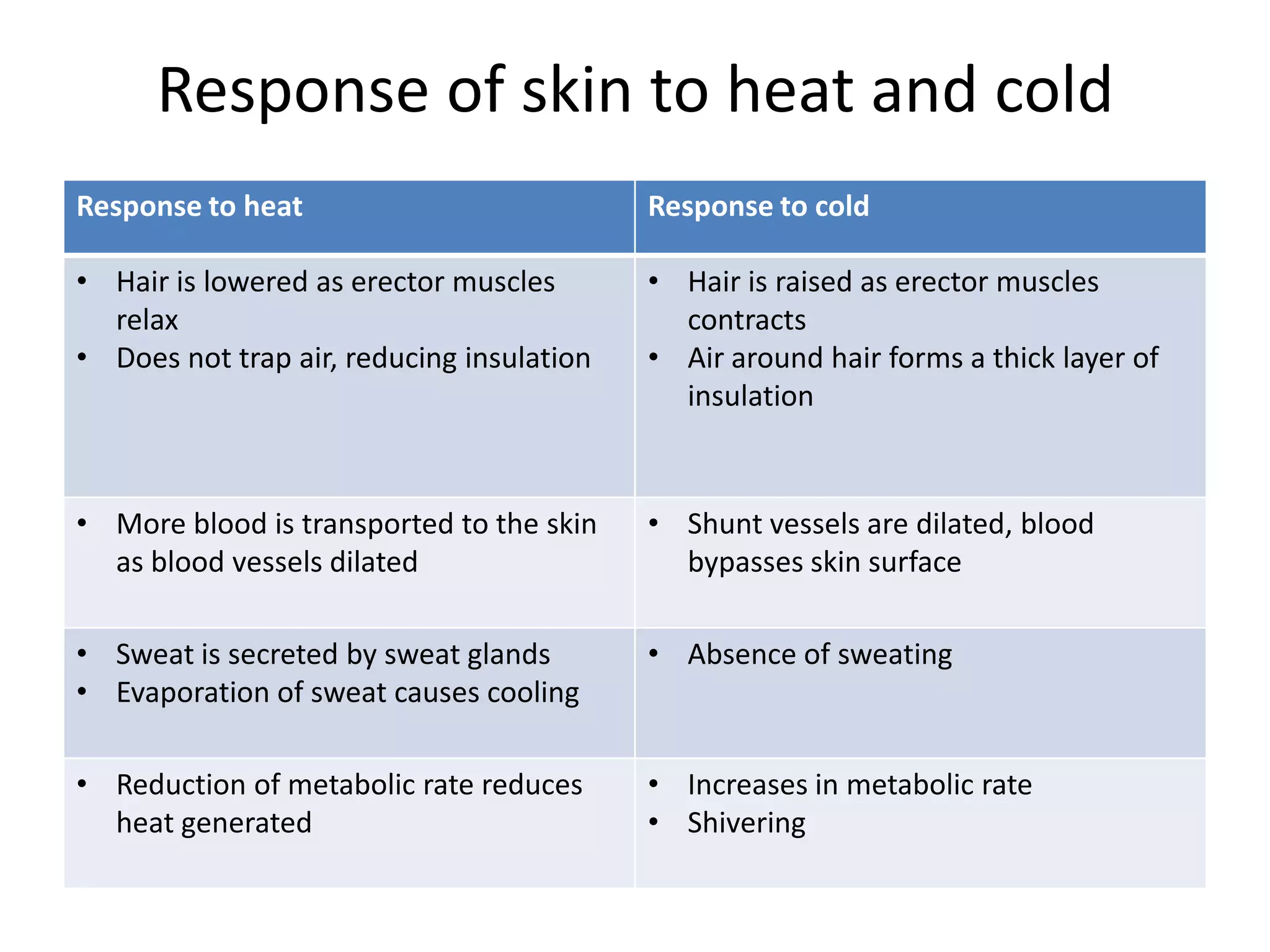 Response of skin to heat and cold
Response to heat Response to cold
• Hair is lowered as erector muscles
relax
• Does not trap air, reducing insulation
• Hair is raised as erector muscles
contracts
• Air around hair forms a thick layer of
insulation
• More blood is transported to the skin
as blood vessels dilated
• Shunt vessels are dilated, blood
bypasses skin surface
• Sweat is secreted by sweat glands
• Evaporation of sweat causes cooling
• Absence of sweating
• Reduction of metabolic rate reduces
heat generated
• Increases in metabolic rate
• Shivering
 