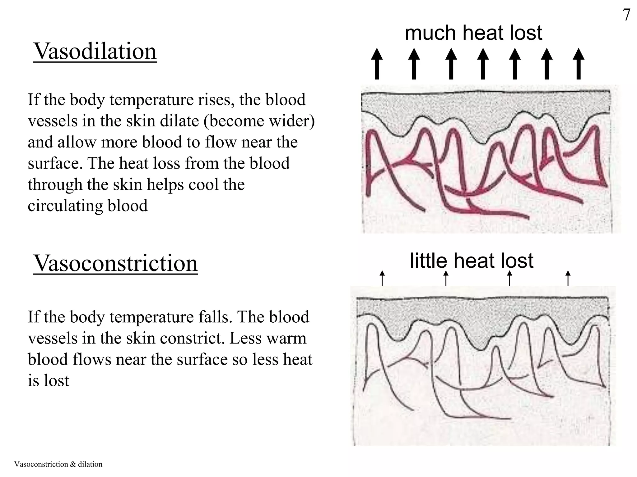 much heat lost
Vasodilation
If the body temperature rises, the blood
vessels in the skin dilate (become wider)
and allow more blood to flow near the
surface. The heat loss from the blood
through the skin helps cool the
circulating blood
Vasoconstriction little heat lost
If the body temperature falls. The blood
vessels in the skin constrict. Less warm
blood flows near the surface so less heat
is lost
Vasoconstriction & dilation
7
 