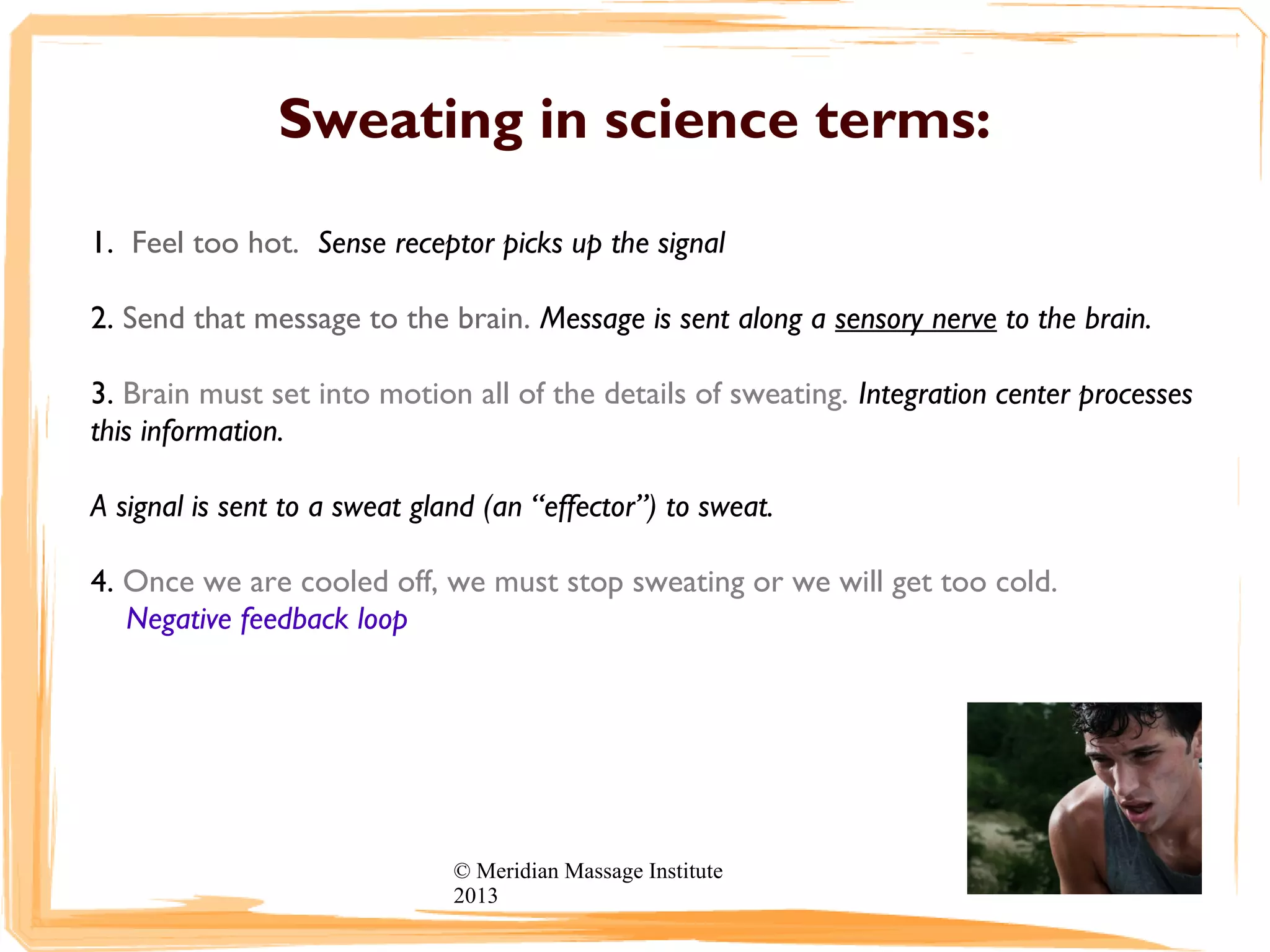 Sweating in science terms:
1. Feel too hot. Sense receptor picks up the signal
2. Send that message to the brain. Message is sent along a sensory nerve to the brain.
3. Brain must set into motion all of the details of sweating. Integration center processes
this information.
A signal is sent to a sweat gland (an “effector”) to sweat.
4. Once we are cooled off, we must stop sweating or we will get too cold.
Negative feedback loop
© Meridian Massage Institute
2013
 
