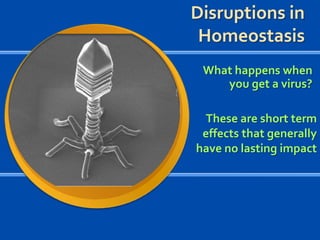 Disruptions in
Homeostasis
What happens when
you get a virus?
These are short term
effects that generally
have no lasting impact

 