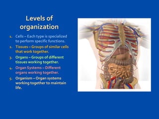 Levels of
organization
1. Cells – Each type is specialized
2.
3.

4.
5.

to perform specific functions.
Tissues – Groups of similar cells
that work together.
Organs – Groups of different
tissues working together.
Organ Systems – Different
organs working together.
Organism – Organ systems
working together to maintain
life.

 