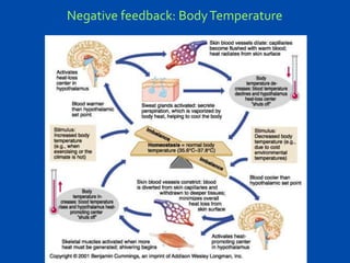 Negative feedback: Body Temperature

 