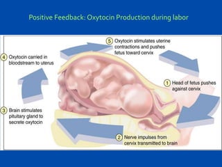 Positive Feedback: Oxytocin Production during labor

 