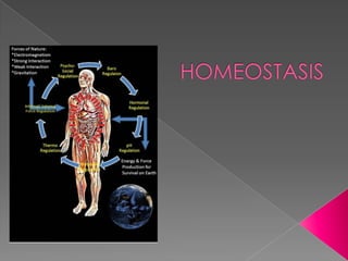 Homeostasis- biologia 