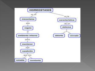 Homeostasis