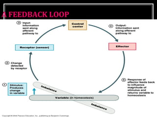 A FEEDBACK LOOP 
 