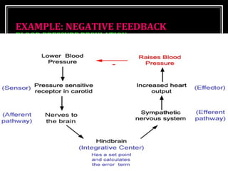 EEXXAAMMPPLLEE:: NNEEGGAATTIIVVEE FFEEEEDDBBAACCKK 
BBLLOOOODD PPRREESSSSUURREE RREEGGUULLAATTIIOONN 
 