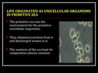 LIFE ORIGINATED AS UNICELLULAR ORGANISMS 
IN PRIMITIVE SEA 
 The primitive sea was the 
environment for the primitive 
unicellular organisms. 
 They obtained nutrition from it 
and discharged wastes in it. 
 The vastness of the sea kept its 
composition almost constant. 
 