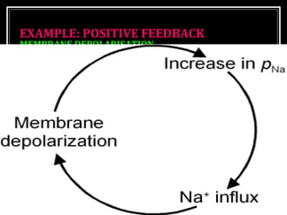 EEXXAAMMPPLLEE:: PPOOSSIITTIIVVEE FFEEEEDDBBAACCKK 
MMEEMMBBRRAANNEE DDEEPPOOLLAARRIISSAATTIIOONN 
 