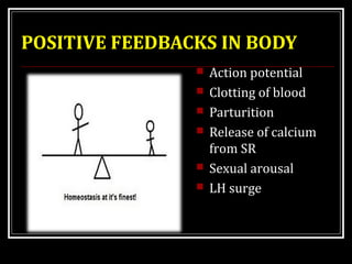 POSITIVE FEEDBACKS IN BODY 
 Action potential 
 Clotting of blood 
 Parturition 
 Release of calcium 
from SR 
 Sexual arousal 
 LH surge 
 