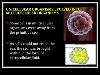 UNICELLULAR ORGANISMS EVOLVED INTO 
MUTLICELLULAR ORGANISMS 
 Some cells in multicellular 
organisms were away from 
the primitive sea. 
 As cells could not reach the 
sea, the sea was brought 
within in the form of 
extracellular fluid. 
 