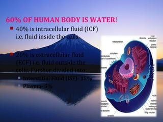 60% OF HUMAN BODY IS WATER! 
 40% is intracellular fluid (ICF) 
i.e. fluid inside the cells. 
 20% is extracellular fluid 
(ECF) i.e. fluid outside the 
cells. Further divided into: 
 Interstitial Fluid (ISF)- 15% 
 Plasma- 5% 
 