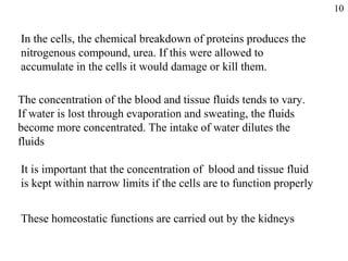 In the cells, the chemical breakdown of proteins produces the
nitrogenous compound, urea. If this were allowed to
accumulate in the cells it would damage or kill them.
The concentration of the blood and tissue fluids tends to vary.
If water is lost through evaporation and sweating, the fluids
become more concentrated. The intake of water dilutes the
fluids
It is important that the concentration of blood and tissue fluid
is kept within narrow limits if the cells are to function properly
These homeostatic functions are carried out by the kidneys
10
 
