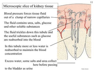 Blood pressure forces tissue fluid
out of a clump of narrow capillaries
The fluid trickles down this tubule and
the useful substances such as glucose
are reabsorbed into the blood
The fluid contains urea, salts, glucose
and other soluble substances
Microscopic slice of kidney tissue
In this tubule more or less water is
reabsorbed to maintain the blood
concentration
Excess water, some salts and urea collect
here before passing
to the bladder as urine Kidney function
11
 