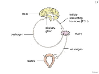 brain
pituitary
gland
follicle-
stimulating
hormone (FSH)
ovary
oestrogen
oestrogen
uterus
Oestrogen
15
 
