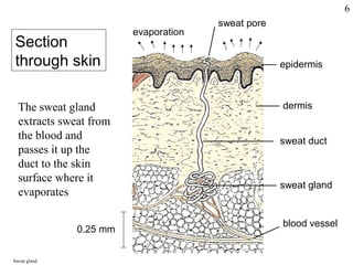 sweat pore
evaporation
epidermis
dermis
sweat duct
sweat gland
blood vessel
Section
through skin
The sweat gland
extracts sweat from
the blood and
passes it up the
duct to the skin
surface where it
evaporates
0.25 mm
Sweat gland
6
 