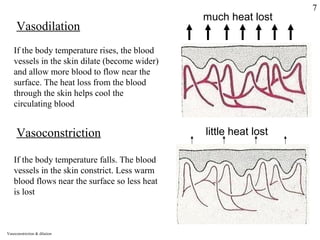 much heat lost
Vasodilation
If the body temperature rises, the blood
vessels in the skin dilate (become wider)
and allow more blood to flow near the
surface. The heat loss from the blood
through the skin helps cool the
circulating blood
Vasoconstriction little heat lost
If the body temperature falls. The blood
vessels in the skin constrict. Less warm
blood flows near the surface so less heat
is lost
Vasoconstriction & dilation
7
 