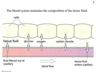 The blood system maintains the composition of the tissue fluid
cells
carbon dioxideglucose oxygen carbon dioxidetissue fluid
fluid filtered out of
capillary
tissue fluid
enters capillary
blood flow
Blood and tissue fluid
9
 