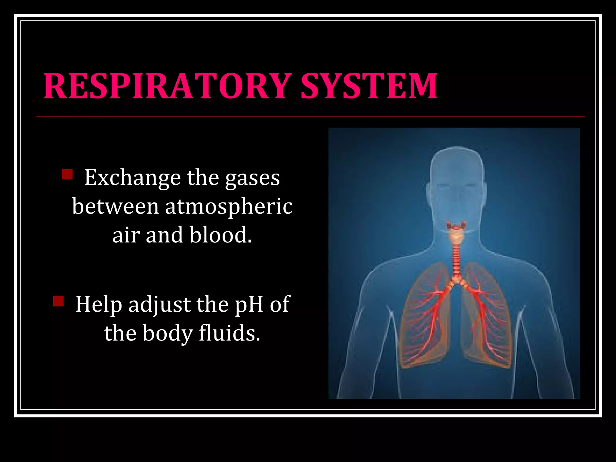 RESPIRATORY SYSTEM
 Exchange the gases
between atmospheric
air and blood.
 Help adjust the pH of
the body fluids.
 