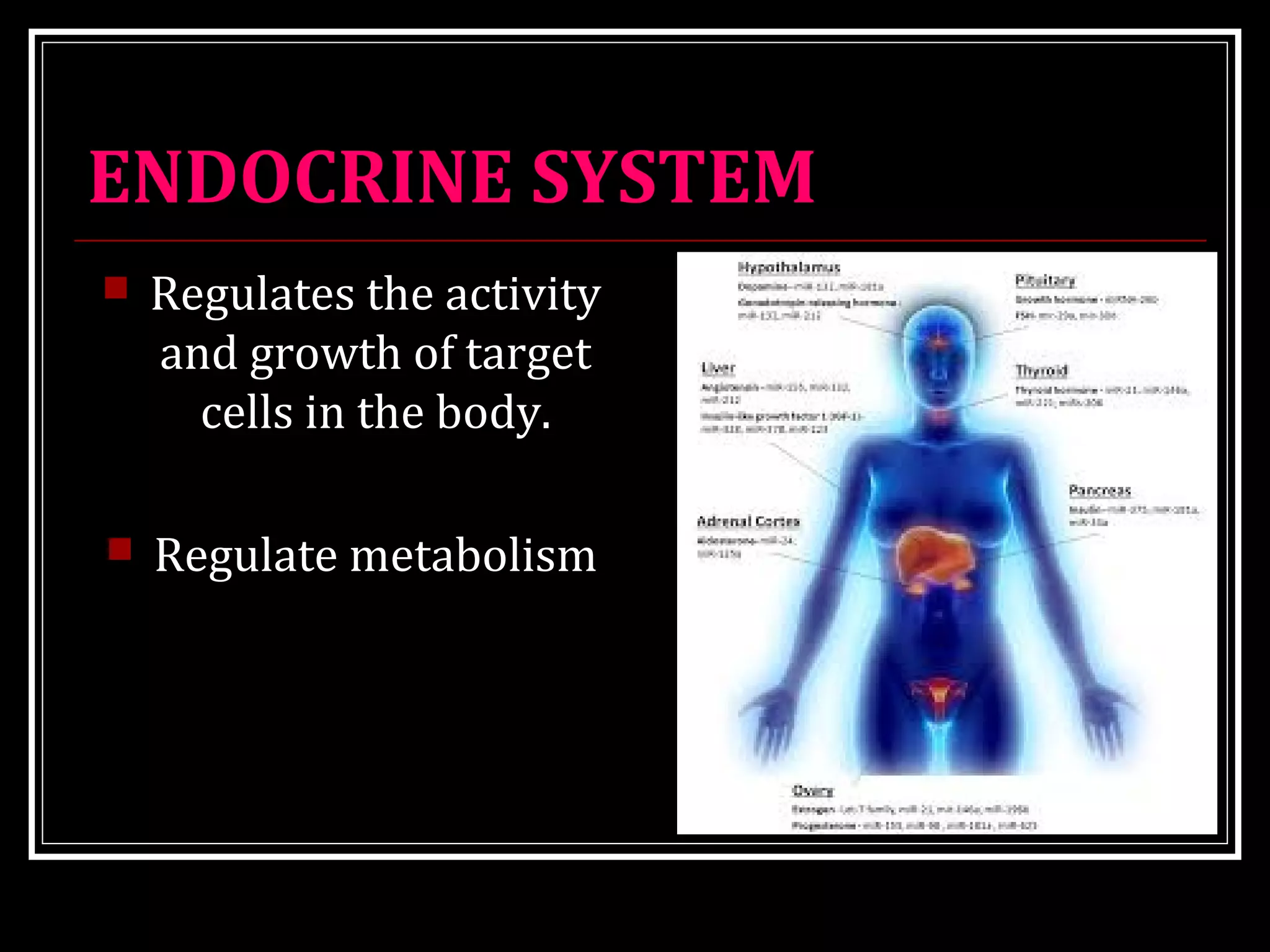 ENDOCRINE SYSTEM
 Regulates the activity
and growth of target
cells in the body.
 Regulate metabolism
 