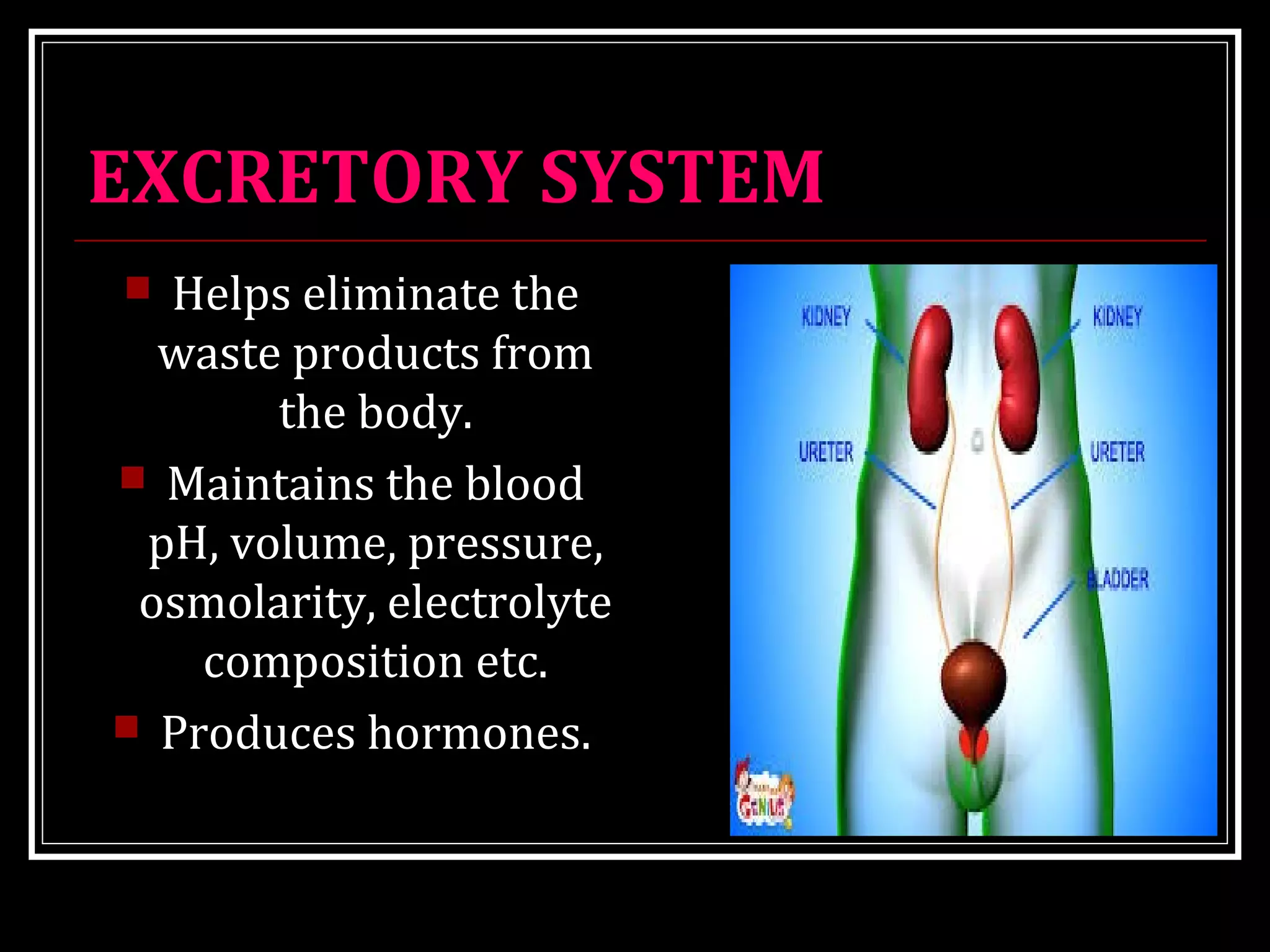 EXCRETORY SYSTEM
 Helps eliminate the
waste products from
the body.
 Maintains the blood
pH, volume, pressure,
osmolarity, electrolyte
composition etc.
 Produces hormones.
 
