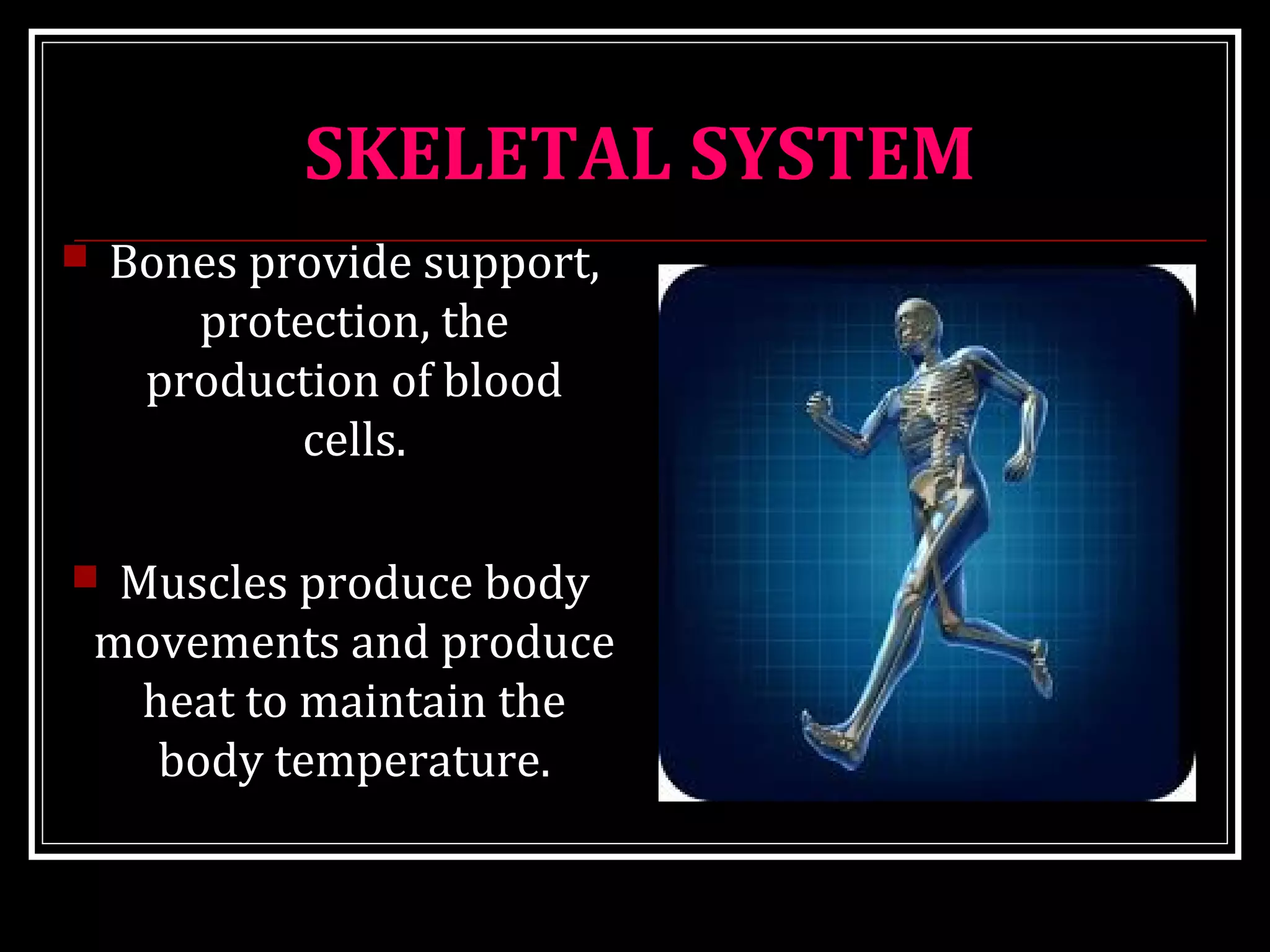 SKELETAL SYSTEM
 Bones provide support,
protection, the
production of blood
cells.
 Muscles produce body
movements and produce
heat to maintain the
body temperature.
 
