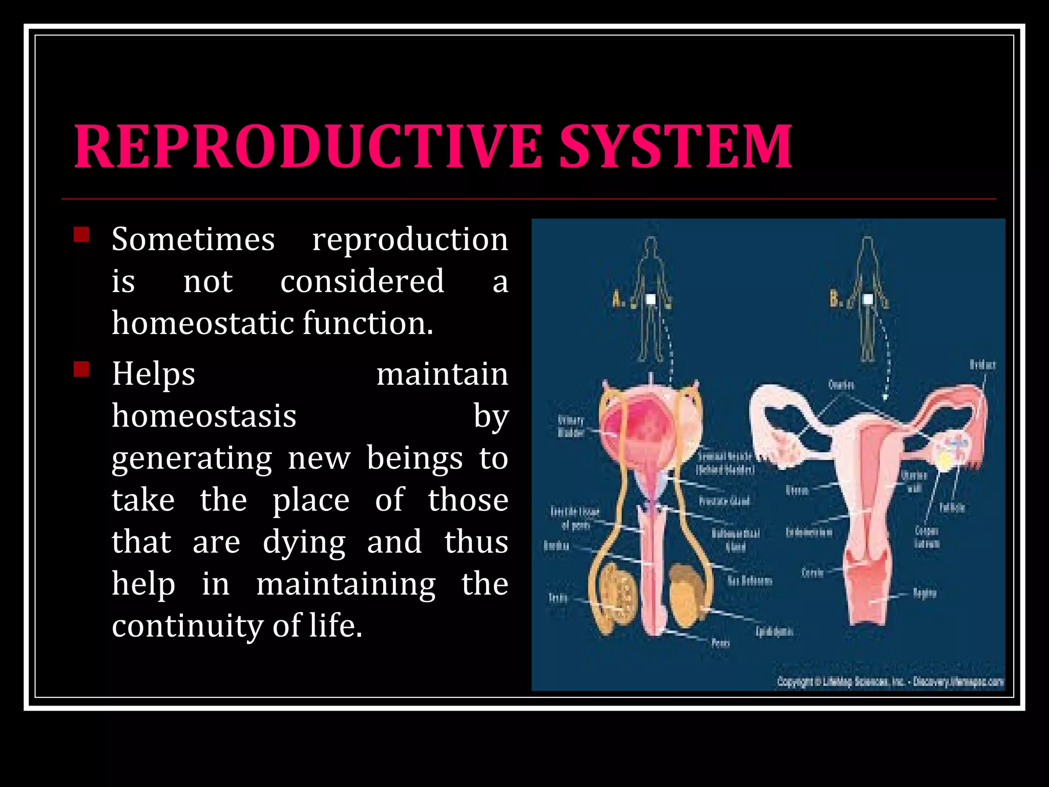 REPRODUCTIVE SYSTEM
 Sometimes reproduction
is not considered a
homeostatic function.
 Helps maintain
homeostasis by
generating new beings to
take the place of those
that are dying and thus
help in maintaining the
continuity of life.
 