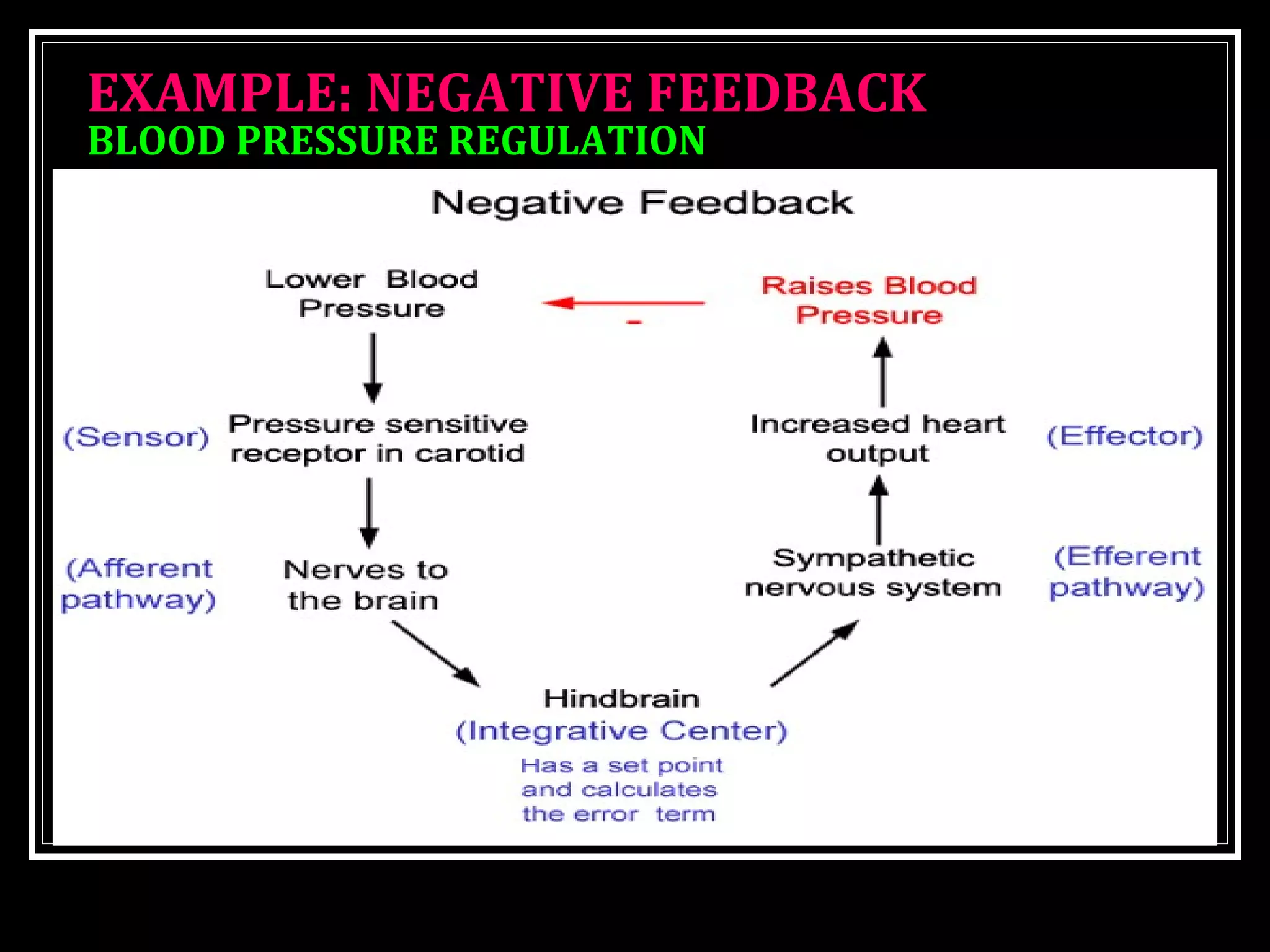 EXAMPLE: NEGATIVE FEEDBACKEXAMPLE: NEGATIVE FEEDBACK
BLOOD PRESSURE REGULATIONBLOOD PRESSURE REGULATION
 